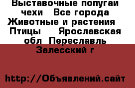 Выставочные попугаи чехи - Все города Животные и растения » Птицы   . Ярославская обл.,Переславль-Залесский г.